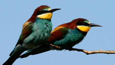 Le cabaret des oiseaux